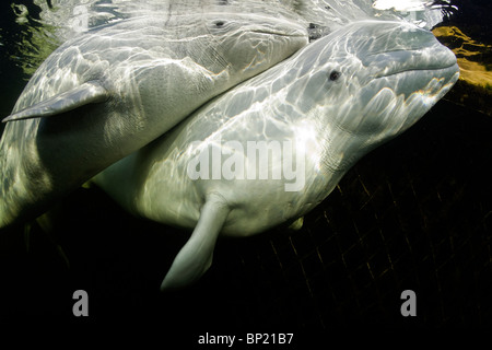 Pair of Beluga Whales, Delphinapterus leucas, White Sea, Karelia, Russia Stock Photo