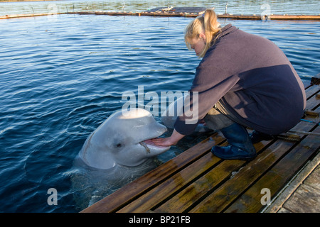 Animal Trainer with Beluga Whales, Delphinapterus leucas, White Sea, Karelia, Russia Stock Photo