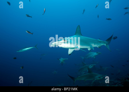 Scalloped Hammerhead Sharks, Sphyrna lewini, Malpelo, East Pacific Ocean, Colombia Stock Photo