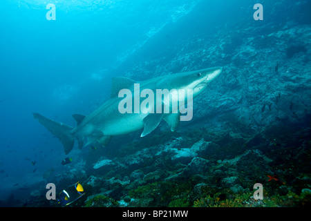 Smalltooth Sand Tiger Shark, Odontaspis ferox, Malpelo, East Pacific Ocean, Colombia Stock Photo