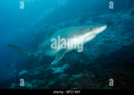 Smalltooth Sand Tiger Shark, Odontaspis ferox, Malpelo, East Pacific Ocean, Colombia Stock Photo