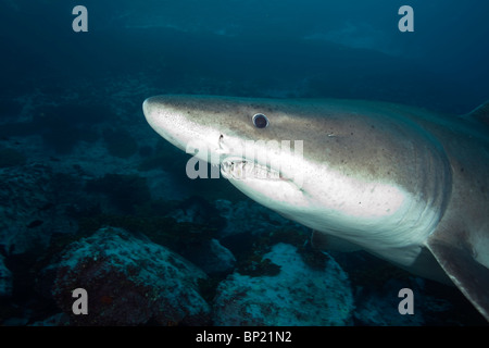 Smalltooth Sand Tiger Shark, Odontaspis ferox, Malpelo, East Pacific Ocean, Colombia Stock Photo