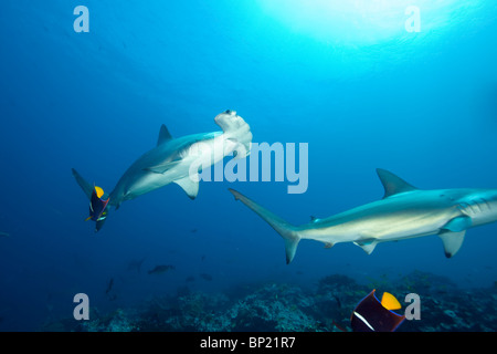 Scalloped Hammerhead Sharks, Sphyrna lewini, Malpelo, East Pacific Ocean, Colombia Stock Photo