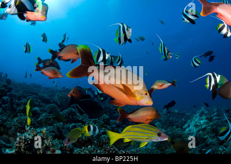 Shoal of Coral Fishes, Moorea, French Polynesia Stock Photo