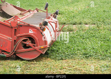 Pea Viner Harvester in action. Showing cutting-gathering intake head and drum. June, Norfolk. Stock Photo