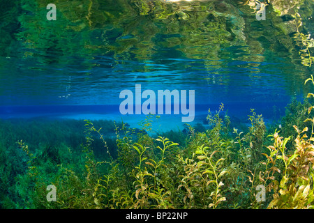 Impressions of Rainbow River, Rainbow River, Florida, USA Stock Photo