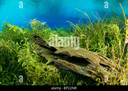 Impressions of Rainbow River, Rainbow River, Florida, USA Stock Photo