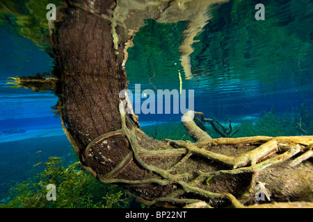 Impressions of Rainbow River, Rainbow River, Florida, USA Stock Photo