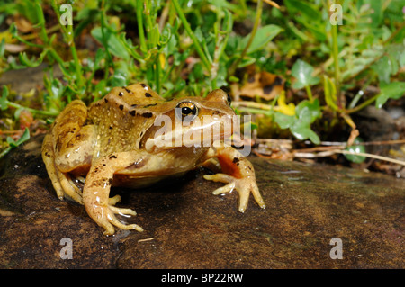 common frog, grass frog (Rana temporaria), sitting on a stone at a creek, Spain, Pyrenees, Nationalpark Ordesa, Valle de Pineta Stock Photo