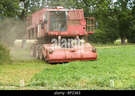 Pea Viner Harvester in action. June, Norfolk. Stock Photo