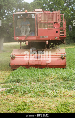 Cab front end of Pea Viner Harvester in action. June, Norfolk. Stock Photo