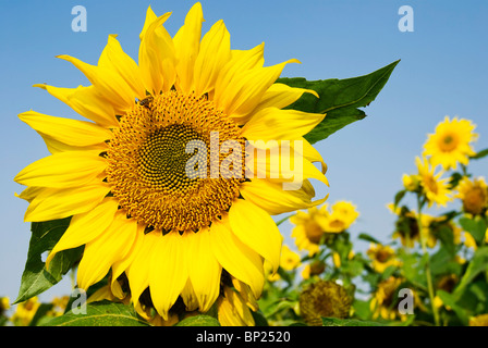 Big sunflower with flying bee under blue sky Stock Photo