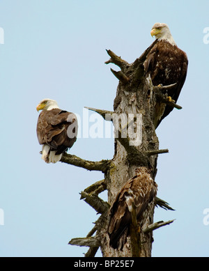 One juvenile and two adult bald eagles perch on a Douglas-fir snag on Vancouver Island, British Columbia, Canada. Stock Photo