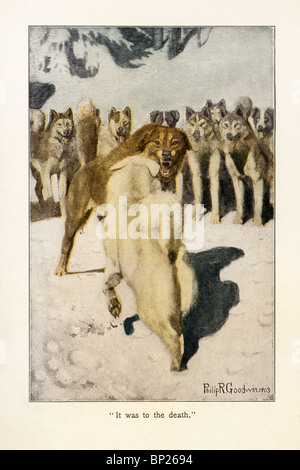 Illustration from The Call of the Wild by Jack London, 1903, 1904; illustrated by Philip R. Goodwin and Charles Livingston Bull. Stock Photo