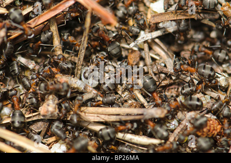 Anthill of formica rufa, Pyrenees, Spain Stock Photo