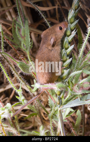 Harvest Mouse (Micromys minutus). Using semi-prehensile tail to hold onto a stem whilst searching along wheat seed head, or panicle. Stock Photo