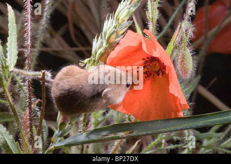 Harvest Mouse (Micromys minutus). Drinking dew on Poppy flower (Papaver rhoeas). Stock Photo