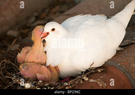 Domestic white pigeon breeding urban environment chicks parents feeding Stock Photo