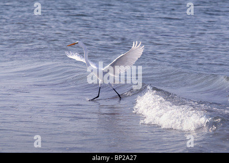 Great white heron in flight Stock Photo