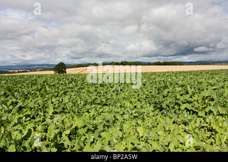 Scottish farming scene with cabbage crop in foreground and cereal crop in distance. Stock Photo