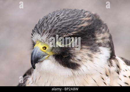 Close Up Of Head Of A Saker Falcon Falco cherrug Stock Photo