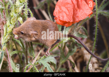 Harvest Mouse (Micromys minutus). Feeding on unripened or green wheat seed head. Showing length of the semi-prehensile tail. Stock Photo