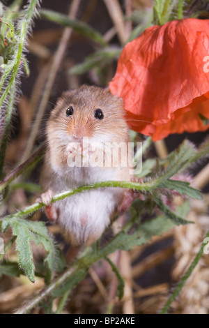 Harvest Mouse (Micromys minutus). Using fore feet to hold wheat seed. Stock Photo