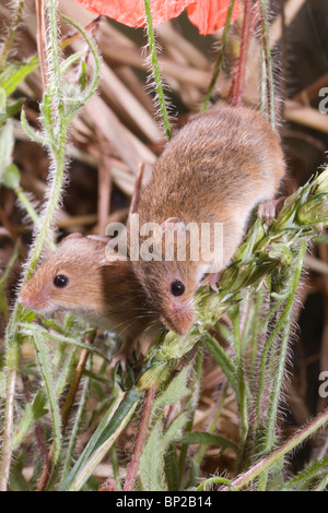 Harvest Mice (Micromys minutus). Feeding on unripened wheat seed head or panicle. Stock Photo