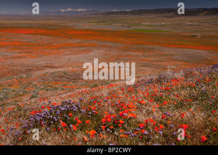 Masses of Californian Poppies at the Antelope Valley California Poppy Reserve, south California. Stock Photo