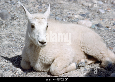 Mountain Goat Kid (Oreamnos americanus) resting at Mineral Lick, Kootenay National Park, BC, British Columbia, Canada Stock Photo