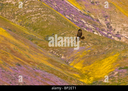 Juvenile Red-tailed Hawk flying over spectacular masses of spring wildflowers, mainly Hillside Daisy and Phacelia, Temblor Range Stock Photo