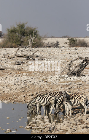 Eququs Zebra (Equus quagga) herd at Okaukuejo waterhole, Etosha National Park ...