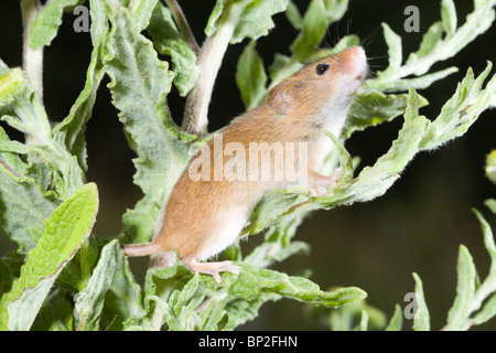 Harvest Mouse (Micromys minutus), climbing on Fleabane (Pulicaria dysenterica). Stock Photo