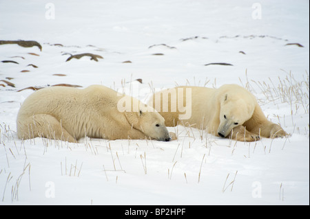 Two sleepy polar bears on the snow covered tundra in Churchill, Manitoba, Canada Stock Photo