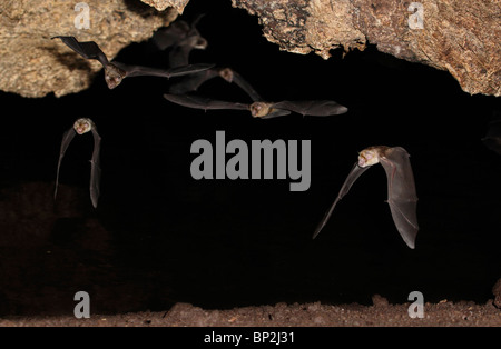 African trident bats (Triaenops afer) flying in cave, coastal Kenya. Stock Photo