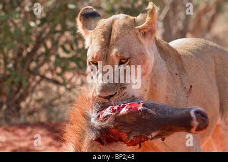 Lioness eating the killed waterbuck (Kobus ellipsiprymnus), Tsavo East National park, Kenya Stock Photo