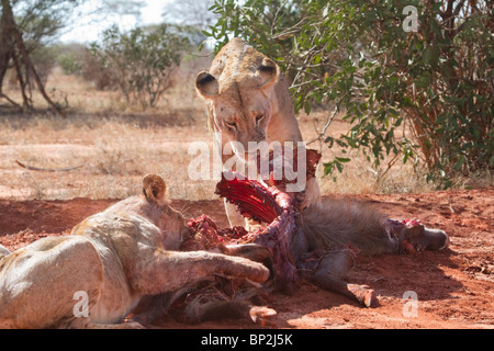 Lioness with a cub, eating the killed waterbuck (Kobus ellipsiprymnus), Tsavo East National park, Kenya. Stock Photo