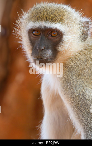 vervet monkey (Chlorocebus, pygerythrus) portrait, Tsavo East national Park, Kenya. Stock Photo