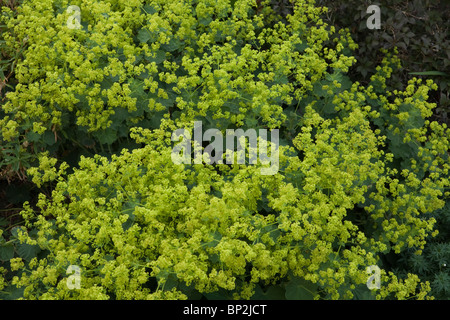 Alchemilla mollis Ladys Mantle Rosaceae Stock Photo