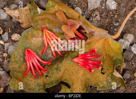 Mexican Hand Tree, (also known as Devil's hand tree and monkey's hand tree) Chiranthodendron pentadactylon; fallen fruits Stock Photo