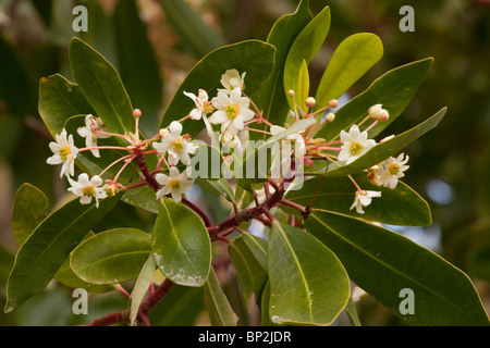 Winter's Bark, or Canelo; Drimys winteri; shrub from Argentina and Chile, widely grown in gardens. Stock Photo