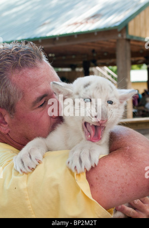 Six week old White Siberian Tiger cub. Stock Photo