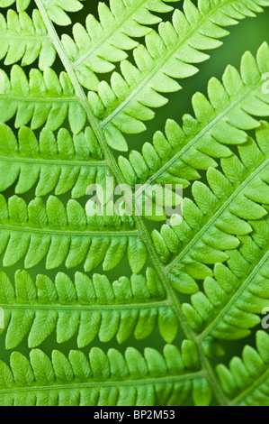 The small leaves of a common fern grow in a very efficient pattern. Stock Photo