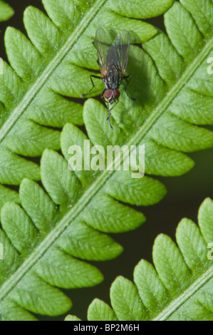 The small leaves of a common fern grow in a very efficient pattern. Stock Photo