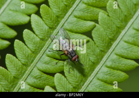 The small leaves of a common fern grow in a very efficient pattern. Stock Photo