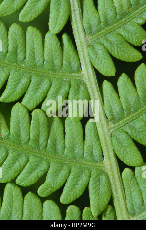 The small leaves of a common fern grow in a very efficient pattern. Stock Photo