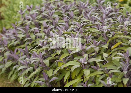 Purple Sage (Salvia officinalis Purpurascens) Herb Stock Photo