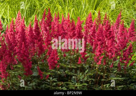 Astilbe Vesuvius Saxifragaceae Stock Photo