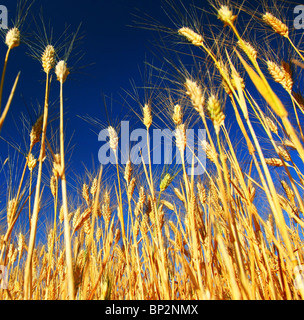 Wheat field landscape closeup on rye over blue sky Wheat field landscape closeup on rye over blue sky