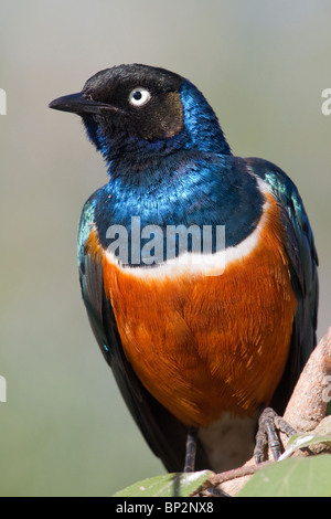 Superb Starling (Lamprotornis superbus), Tsavo East national Park, Kenya. Stock Photo